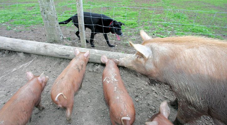 Jet With The Tamworth Pigs
Ключові слова: Jet Tamworth pigs dog hotel dog boarding