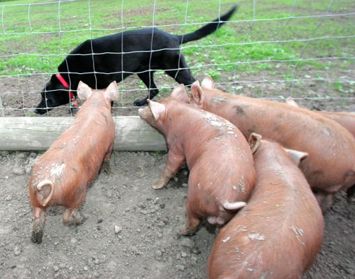 Tamworth Pigs and Jet
We don't normally take dogs to see the pigs as they just bark at them.  But Jet is gentle and quiet, and the pigs are very curious.
Keywords: Jet Tamworth pigs dog hotel dog boarding Lucies Farm