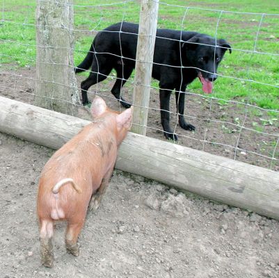 Tamworth Pig and Jet
Palabras clave: Tamworth pig Jet Lucies Farm dog hotel dog kennel dog boarding