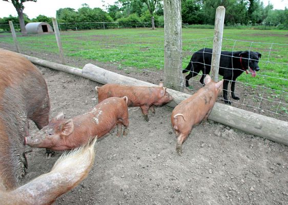 Jet and the Tamworth Pigs
The pigs would like to play...
Keywords: Jet Tamworth pigs dog hotel Lucies Farm dog boarding dog kennel