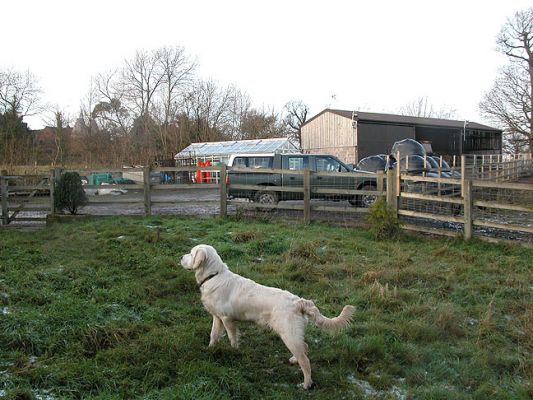 Joe Watching The Turkeys
Palabras Clave: Joe, dog boarding, dog kennel, Lucies Farm