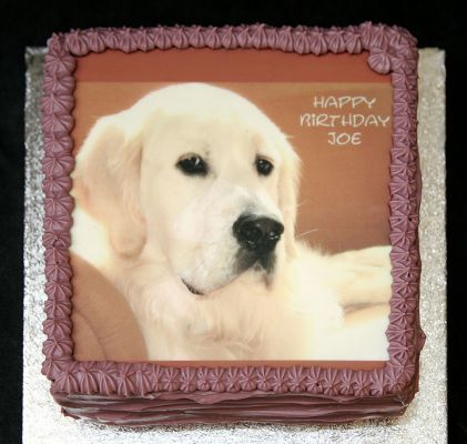Joe's Birthday Cake
Joe has been a guest in our [url=http://www.dog-hotel.co.uk/]luxury dog hotel[/url].  His family surprised Joe this week with a doggie birthday cake with his portrait.
Palabras clave: Joe dog birthday cake doggie birthday cake dog hotel dog boarding
