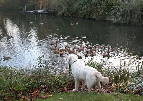 Joe Watching Our Ducks
Fortunately there's a fence just out of sight in this photograph, so our Khaki Campbell ducks are safe.
Ключові слова: Joe, dog kennel, ducks, Khaki Campbell