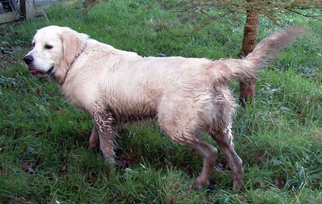 Guess What?  Joe Has Found The Stream!
We have a small (about 12 inches wide, 6 inches deep) stream that runs through our property.  Joe has discovered that it's much more fun to romp in it than to cross it on the bridge.
Ključne besede: Joe, stream, muddy dog, Lucies Farm, dog hotel