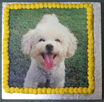 Harry's Birthday Cake
Keywords: Harry dog birthday cake