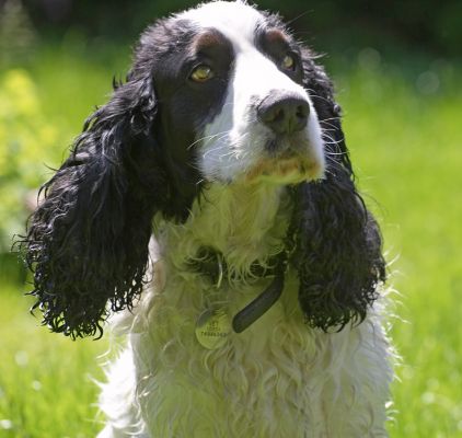 Charlie
Ключові слова: Charlie Cocker Spaniel