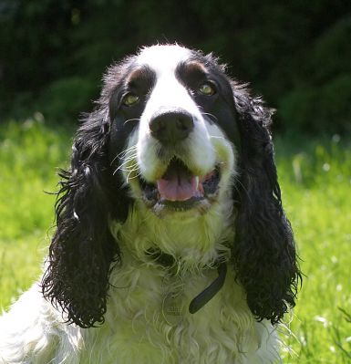 Charlie
Charlie, the Cocker Spaniel, enjoying the early summer sunshine in the garden.
Schlüsselwörter: Charlie Cocker Spaniel sunshine