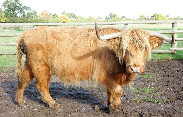 Highland Cow For Sale -- KIKE10
[url=http://www.hawaiistar.net/cgi-bin/geneal.pl?op=tree&index=149&gens=5&db=lucies_farm_pedigrees.dbw]KIKE10[/url] -- also known as Mairi Ruadh 5th of Innisard -- was born on 1 May 1993.  She is currently for sale, with a bull calf at foot born 3 May 2005 (UK302940600063).
Palabras clave: KIKE10 Highland cow Highland cattle for sale Lucies Farm