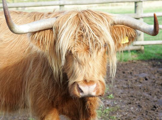 Highland Cow For Sale -- KIKE10
[url=http://www.hawaiistar.net/cgi-bin/geneal.pl?op=tree&index=149&gens=5&db=lucies_farm_pedigrees.dbw]KIKE10[/url] -- also known as Mairi Ruadh 5th of Innisard -- was born on 1 May 1993.  She is currently for sale, with a bull calf at foot born 3 May 2005 (UK302940600063).
Anahtar kelimeler: KIKE10 Highland cow for sale bull calf at foot Highland cattle Lucies Farm