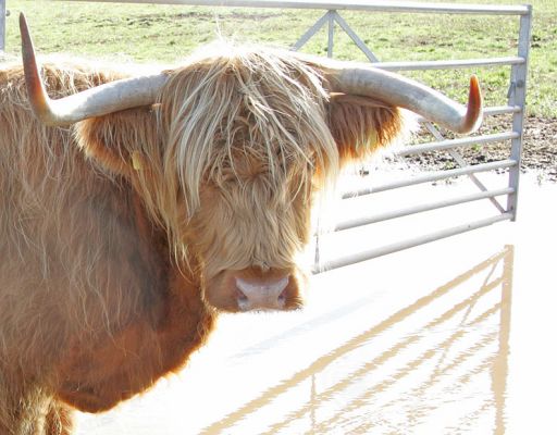 Highland Cow for Sale - KIKE10
[url=http://www.hawaiistar.net/cgi-bin/geneal.pl?op=tree&index=149&gens=5&db=lucies_farm_pedigrees.dbw]KIKE10[/url] -- also known as Mairi Ruadh 5th of Innisard -- was born on 1 May 1993.  She is currently for sale, with a bull calf at foot born 3 May 2005 (UK302940600063).
Schlüsselwörter: KIKE10 Highland cow for sale bull calf at foot Lucies Farm Highland cattle