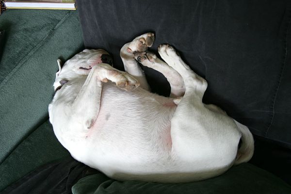 Another Photo of Kiko Sleeping
Kiko all curled up in the lounge, sound asleep.  He looks like a big kidney bean.  May 4 2005, Whitecroft
Ključne besede: Kiko bull terrier sleeping kidney bean