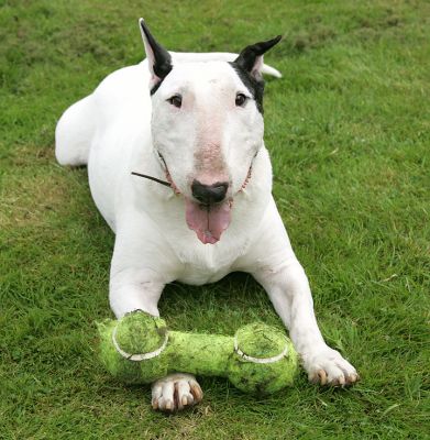Kiko With Barbell
Ключові слова: Kiko bull terrier barbell dog toy