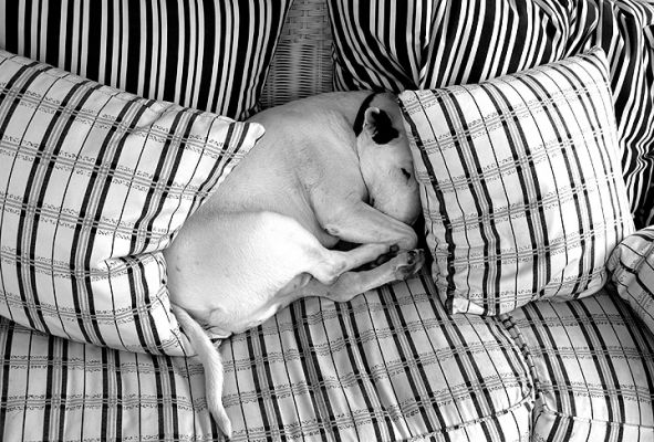 Kiko Sleeping in the Conservatory
It seems all we have are pictures of the Bull Terriers asleep.
Keywords: bull terrier Kiko sleeping dogs
