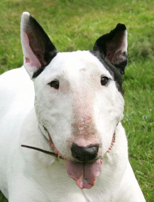 Kiko Staring
This is Kiko's "Well, let's play" look.  At the Holstein Society "clubhouse" on May 3 2005, near Rickmansworth.
Schlüsselwörter: Kiko staring