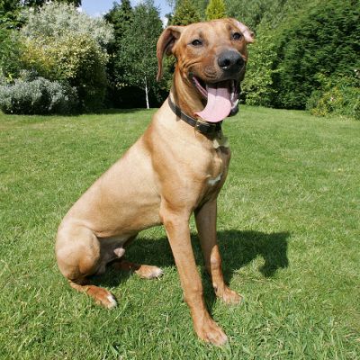 Simba
Simba is a [url=http://www.the-kennel-club.org.uk/discoverdogs/hound/h789.htm]Rhodesian Ridgeback[/url].
Palabras Clave: Simba Rhodesian Ridgeback dog hotel dog kennel dog boarding Lucies Farm