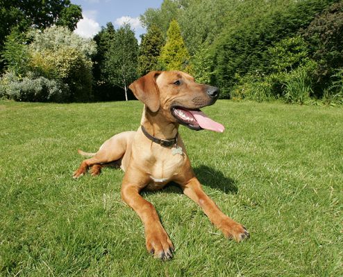 Simba
Keywords: Simba Rhodesian Ridgeback dog hotel dog kennel dog boarding Lucies Farm