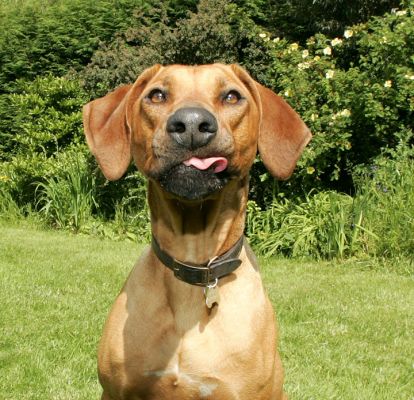 Kila
Licking her chops, waiting for Marjorie to throw the ball (held just over my head)
Keywords: Kila Rhodesian Ridgeback dog hotel dog boarding Lucies Farm dog kennel