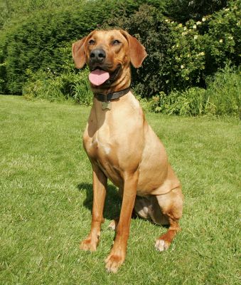 Kila
Palabras clave: Kila Rhodesian Ridgeback dog kennel dog boarding dog hotel Lucies Farm