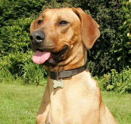 Kila
Kila is a [url=http://www.the-kennel-club.org.uk/discoverdogs/hound/h789.htm]Rhodesian Ridgeback[/url].
Ključne besede: Kila Rhodesian Ridgeback Lucies Farm dog hotel dog boarding dog kennel