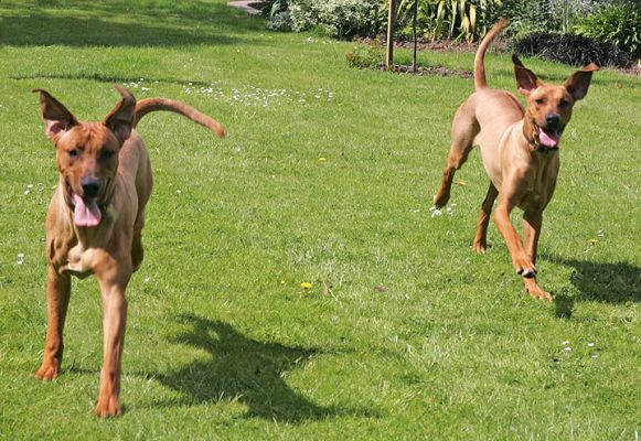 Kila and Simba Playing Catch
Ključne besede: Kila Simba Rhodesian Ridgeback catch dog hotel dog kennel Lucies Farm