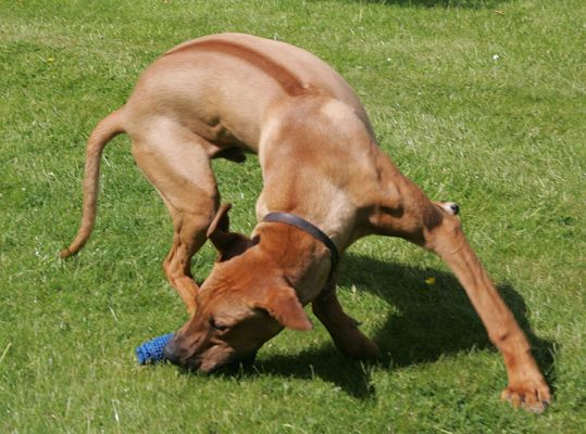 Simba Catching the Ball
Simba is a Rhodesian Ridgeback --- you can really see his ridge in this photograph.
Ključne besede: Simba Rhodesian Ridgeback dog kennel dog boarding dog hotel Lucies Farm