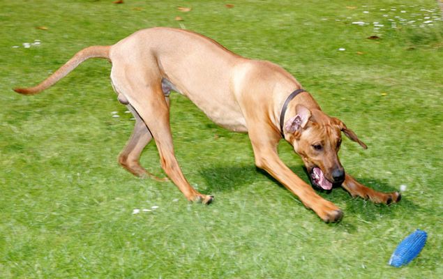 Simba Catching the Ball
Anahtar kelimeler: Simba ball playing ball catching Lucies Farm Rhodesian Ridgebacks Lucies Farm dog kennel