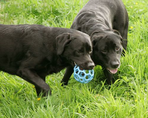 Otis and Cole Playing With Blue Ball
Ключови думи: Otis Cole blue ball black Labrador Lucies Farm