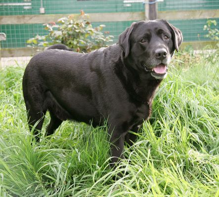 Cole Standing Guard
Klíčová slova: Cole Labrador dog Lucies Farm dog resort