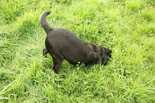 Where's Cole's Head?
Cole loves to dig holes and put his head way, way down into them.  Here he is, hard at work on his latest engineering project.
Ključne besede: Cole black Labrador dog dig holes dog hotel dog kennel dog boarding Lucies Farm