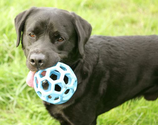 Otis and the Blue Ball
Klíčová slova: Otis black Labrador dog blue ball dog boarding Lucies Farm dog kennel dog hotel