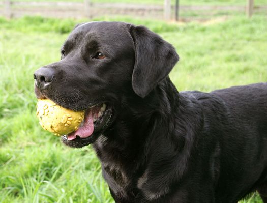 Otis and the Yellow Ball
Anahtar kelimeler: Otis black Labrador yellow ball catch dog playing dog hotel Lucies Farm dog kennel