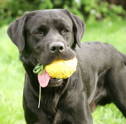 Otis With The Yellow Ball
... and a bit of grass.
Keywords: Otis black Labrador dog yellow ball Lucies Farm dog boarding dog kennel dog hotel