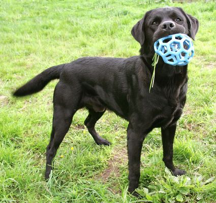 Otis with quite a mouthfull
Otis with the blue ball.
Palabras clave: Otis black Labrador dog hotel dog boarding dog kennel blue ball Lucies Farm