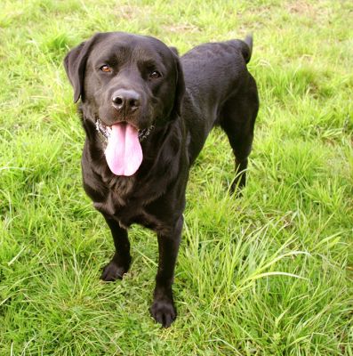 Otis Looking Cute
Of course, he's realling looking at a ball that Marjorie is holding just above the camera...
Palabras clave: Otis black Labrador cute dog hotel dog boarding dog kennel Lucies Farm