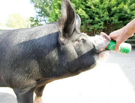 Westbrook Enjoying A Beer
Schlüsselwörter: Westbrook kurobuta Berkshire pig pork beer Heineken Kobe pork