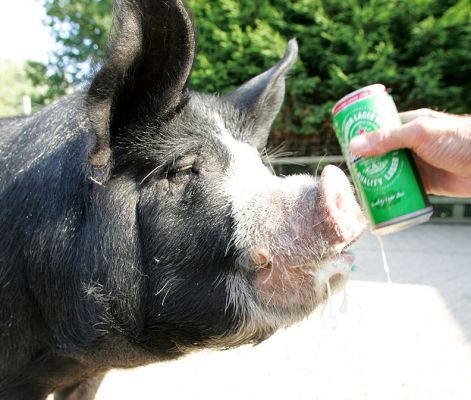 Westbrook Enjoying A Cool Heineken
Słowa kluczowe: Westbrook kurobuta Berkshire pig pork beer Heineken Kobe pork
