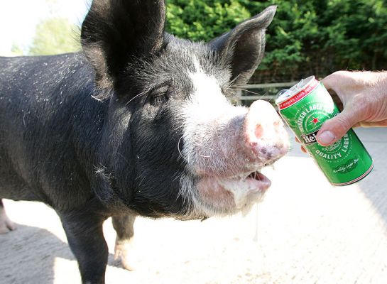 Westbrook Enjoying A Cool Beer
Heineken, of course.
Keywords: Westbrook kurobuta Berkshire pig pork beer Heineken Kobe pork