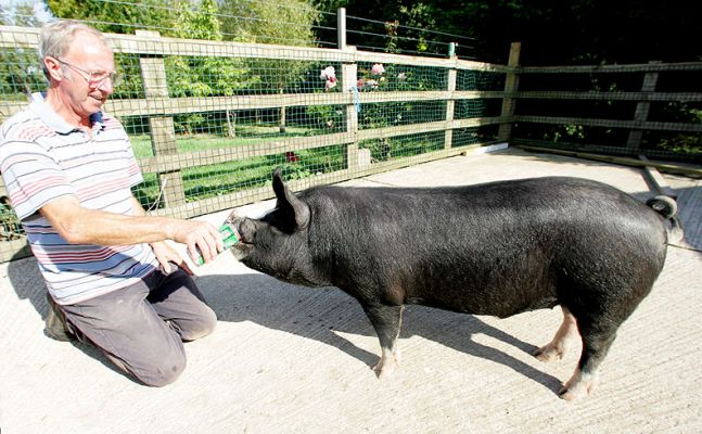 Westbrook Enjoying A Beer
Westbrook is a Berkshire pig --- what the Japanese call kurobuta ("black pig").  Kurobuta pork is highly prized in Japan, and we've decided to take it one step further and feed our Berkshire pigs the same diet we feed our Kobe cattle.  This, of course, includes beer.  Here Vic is giving Westbrook some nice cool beer on a hot summer afternoon.
Ključne besede: Westbrook kurobuta beer Berkshire pig Japanese pork summer Kobe beef