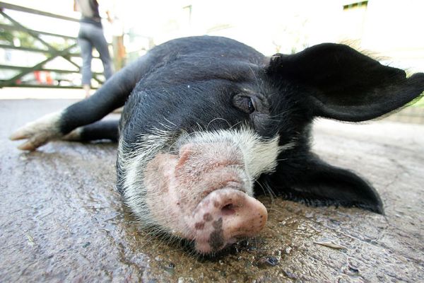 Westbrook Having A Rest
Westbrook is a Berkshire pig, or kurobuta.  We brought him in to the stable yard to clean him up for a few photos.  He loved the fact that this came with some celery, but after a while he decided to lie down on the cool concrete for a bit of a rest.
Keywords: Westbrook Berkshire pig kurobuta stabeyard pork rest