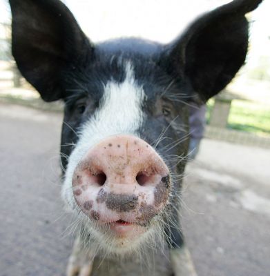 Westbrook
What a large nose you have...!
Ključne besede: Westbrook kurobuta Berkshire pig pork Kobe pork nose nosey circular