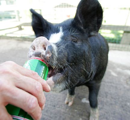 Westbrook Enjoying A Beer
Keywords: Westbrook kurobuta Berkshire pig pork beer Heineken Kobe pork