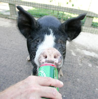 Westbrook Enjoying a Beer
It's a hot summer afternoon, and our Berkshire pigs (kurobuta in Japanese) are fed the same diet as our Kobe steers --- beer, grain, and massages!
Trefwoorden: Westbrook kurobuta Berkshire pig pork beer Heineken Kobe pork