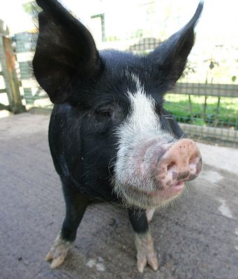 Westbrook
A Berkshire pig, or kurobuta ("black pig") in Japan.
Keywords: Westbrook kurobuta Berkshire pig pork Kobe pork