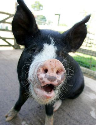 Westbrook Having A Laugh
Westbrook is a Berkshire boar, or kurobuta ("black pig") in Japanese.  I think happy animals produce the best meat --- and happy animals make us all happy.  Westbrook is a happy pig, with a good sense of humour.  And one of our alpacas is in love with him, and follows him everywhere.
Słowa kluczowe: Westbrook kurobuta Berkshire pig pork Kobe pork smiling humour humor