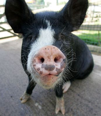 Westbrook
A Berkshire boar, or kurobuta ("black pig") in Japanese.
Keywords: Westbrook kurobuta Berkshire pig pork Kobe pork