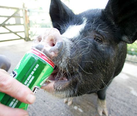 Westbrook Having A Beer
Schlüsselwörter: Westbrook kurobuta Berkshire pig pork beer Heineken Kobe pork
