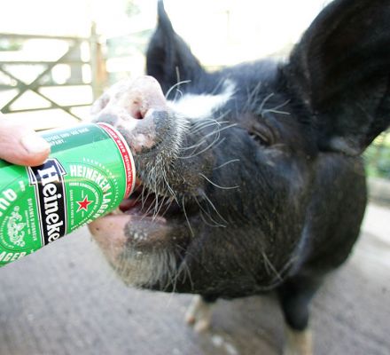 Westbrook Enjoying A Heineken
I feel a bit like a farmer in the Ozark Mountains, givin' ma hogs bir!  But we're feeding our pigs the same diet (essentially) that we feed our Kobe beef.  Instead of giving the pigs cattle grain, we give them a special, luxurious pig mix from BOCM.  And beer to stimulate their appetite and relax them.  Oink.
Λέξεις-κλειδιά: Westbrook kurobuta Berkshire pig pork beer Heineken Kobe pork oink