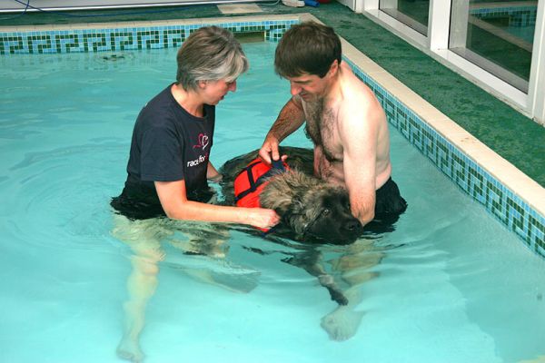 Oscar, With Dorothy & Paul
Anahtar kelimeler: Oscar Dorothy Paul canine hydrotherapy dog swimming Lucies Farm Ritz Canine