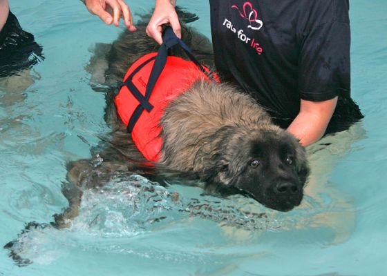 Oscar Having A Swim
Mots-clés: Oscar swimming dog canine hydrotherapy Lucies Farm Ritz Canine