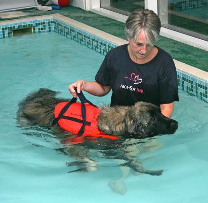 Oscar Having His Swim
This was his second pool session here.  He was much more relaxed today, and seemed to almost enjoy the whole experience.
Schlüsselwörter: Oscar swimming dog relaxed indoor pool canine hydrotherapy Lucies farm Ritz Canine